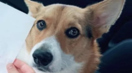 Illustration : Ce chien offre un dessin surprise à sa maîtresse venue le récupérer à la garderie, elle fond en découvrant le chef d’œuvre