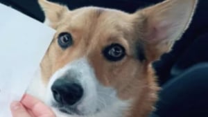Illustration : "Ce chien offre un dessin surprise à sa maîtresse venue le récupérer à la garderie, elle fond en découvrant le chef d’œuvre"
