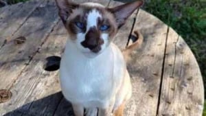 Illustration : "Un Siamois quitte sa maison et mène la vie de chat errant jusqu’à ce que sa triste histoire soit révélée"