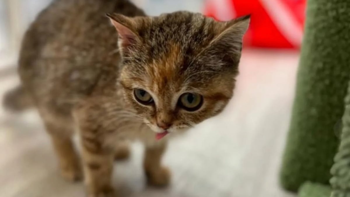 Illustration : "« Il est impossible de ne pas l’aimer », condamnée à rester aussi petite qu’un chaton toute sa vie, cette chatte errante trouve enfin le bonheur grâce à une femme qui n’a jamais cessé d’y croire"