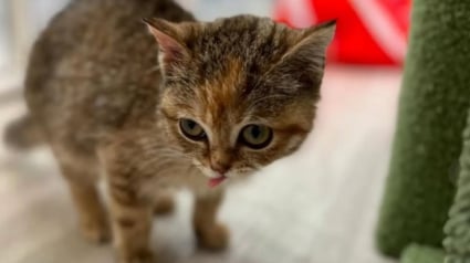 Illustration : « Il est impossible de ne pas l’aimer », condamnée à rester aussi petite qu’un chaton toute sa vie, cette chatte errante trouve enfin le bonheur grâce à une femme qui n’a jamais cessé d’y croire