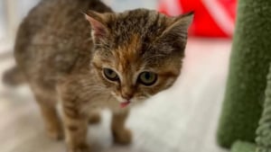 Illustration : « Il est impossible de ne pas l’aimer », condamnée à rester aussi petite qu’un chaton toute sa vie, cette chatte errante trouve enfin le bonheur grâce à une femme qui n’a jamais cessé d’y croire