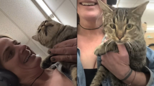 Illustration : "Elle se rend au supermarché pour acheter une pizza et en ressort avec une chatte en quête d'attention dans les bras (vidéo)"