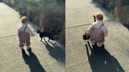 Illustration : "On ne sait jamais quand on le reverra" confie un jeune papa, après la réapparition du chat devenu le compagnon de promenade de sa fille (vidéo)