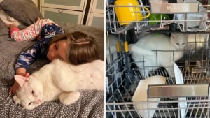 Illustration : "Incapable de laisser sa petite humaine seule, cette chatte dévouée la suit même jusqu’à son école (vidéo)"