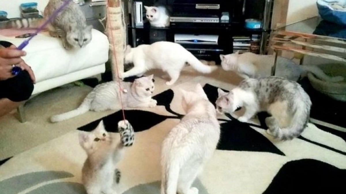 Illustration : "Considérant ses chats comme son unique et véritable famille, cette femme se prive de nourriture pour pouvoir s’occuper d’eux"