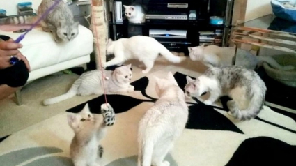 Illustration : Consid&eacute;rant ses chats comme son unique et v&eacute;ritable famille, cette femme se prive de nourriture pour pouvoir s&rsquo;occuper d&rsquo;eux