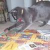 Illustration : 14 photos drôles de chats qui s’invitent dans des parties de jeux de société