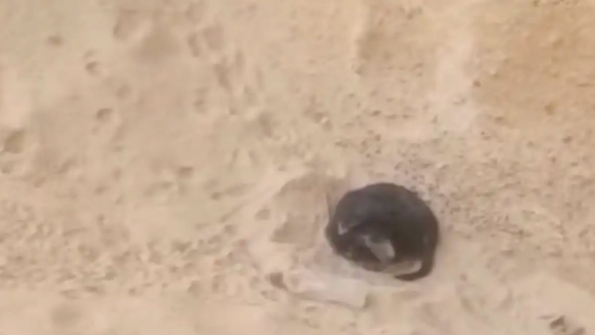 Illustration : "Un cycliste s’arrête en plein milieu des dunes pour aller à la rencontre d’une « petite boule noire » apeurée qui s’accrochait tant bien que mal à la vie (vidéo)"