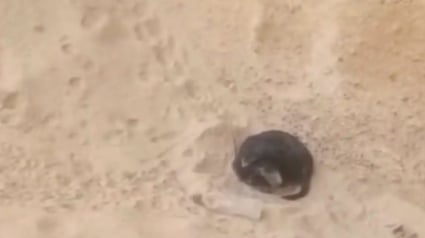 Illustration : Un cycliste s’arrête en plein milieu des dunes pour aller à la rencontre d’une « petite boule noire » apeurée qui s’accrochait tant bien que mal à la vie (vidéo)