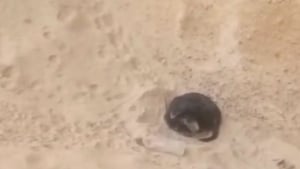 Illustration : Un cycliste s’arrête en plein milieu des dunes pour aller à la rencontre d’une « petite boule noire » apeurée qui s’accrochait tant bien que mal à la vie (vidéo)