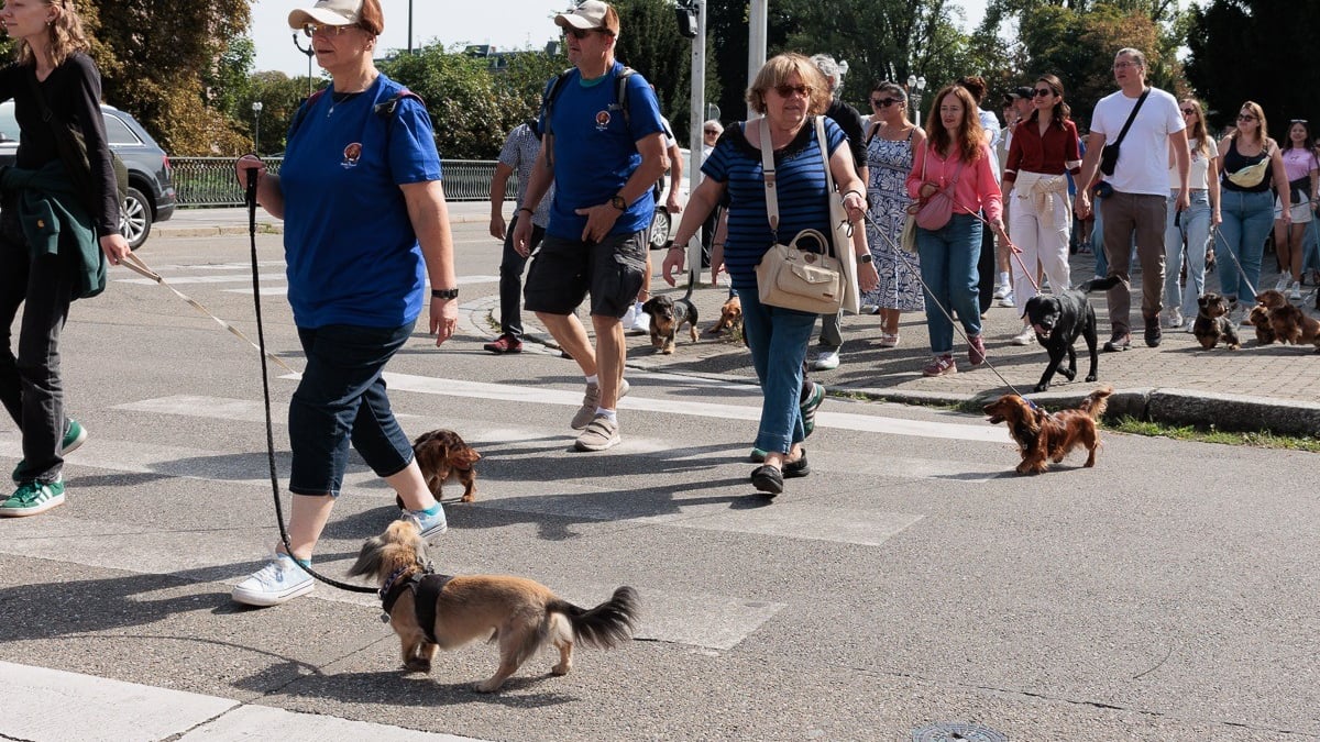 Illustration : "Des Teckels venus par centaines pour participer à une parade unique dans les rues de Strasbourg"