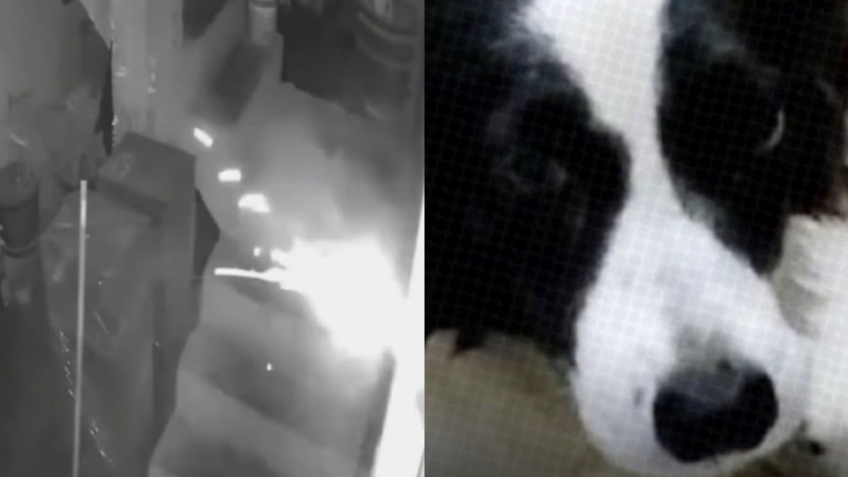 Illustration : "Un chien héros sauve sa famille en rongeant la mèche d’un explosif lancé dans sa maison par un malfaiteur (vidéo)"