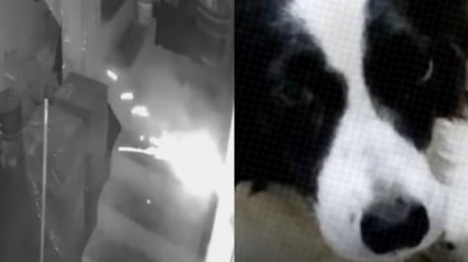 Illustration : Un chien héros sauve sa famille en rongeant la mèche d’un explosif lancé dans sa maison par un malfaiteur (vidéo)