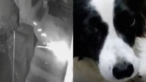 Illustration : Un chien héros sauve sa famille en rongeant la mèche d’un explosif lancé dans sa maison par un malfaiteur (vidéo)