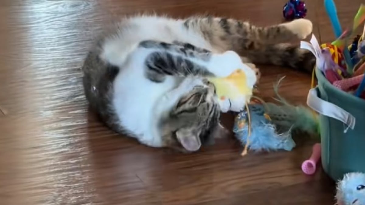 Illustration : "Cet ancien chat de refuge découvre les jouets et est infiniment reconnaissant (vidéo) "
