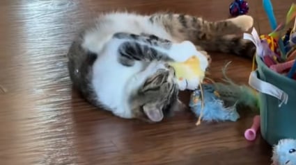 Illustration : Cet ancien chat de refuge découvre les jouets et est infiniment reconnaissant (vidéo) 
