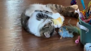 Illustration : "Cet ancien chat de refuge découvre les jouets et est infiniment reconnaissant (vidéo) "