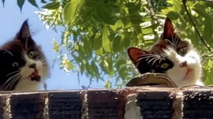 Illustration : Encouragé par sa mère, un chaton niché sur le toit attire l'attention d'une bénévole qui change son destin