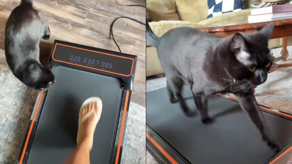 Illustration : "Ce chat ne peut plus se passer du tapis de course, au point d'en chasser sa maîtresse quand elle veut s'en servir (vidéo)"