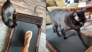 Illustration : "Ce chat ne peut plus se passer du tapis de course, au point d'en chasser sa maîtresse quand elle veut s'en servir (vidéo)"