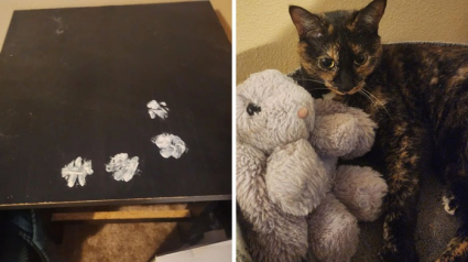 Illustration : 15 photos d’empreintes de chats parfaitement placées dans des endroits insolites et drôles