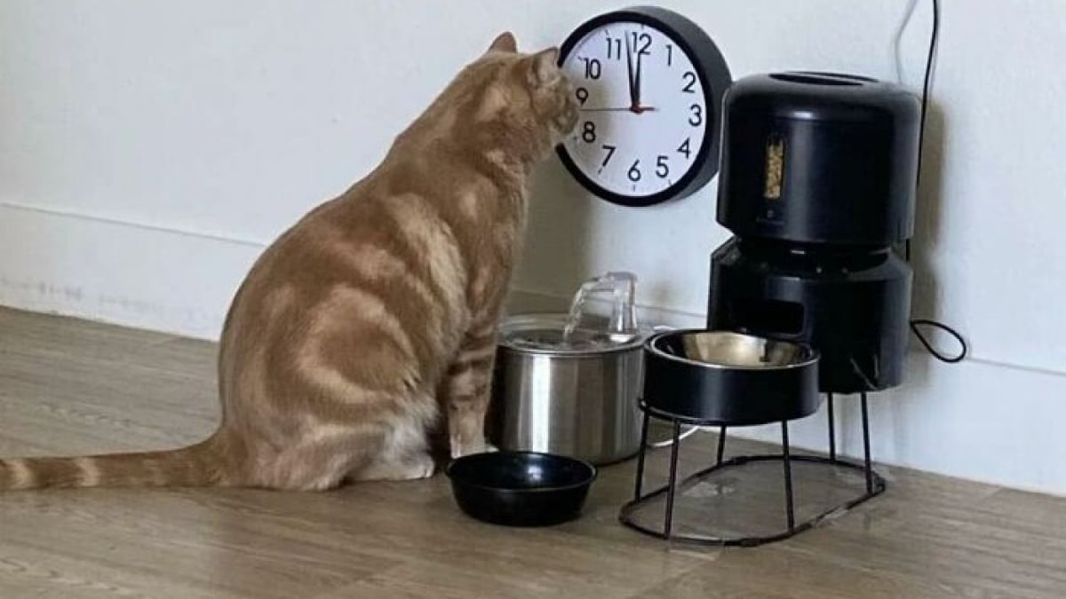 Illustration : "15 photos de chats qui nous charment en étant dans des situations étranges"