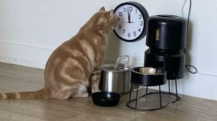 Illustration : 15 photos de chats qui nous charment en étant dans des situations étranges