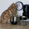 Illustration : 15 photos de chats qui nous charment en étant dans des situations étranges