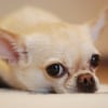 Illustration : 10 races de chiens au talent dramatique incontesté qui excellent dans l’art de vous regarder de travers