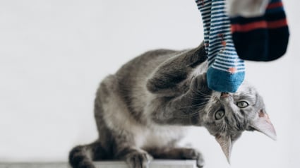 Illustration : 14 photos de chats qui se sont appropriés nos objets pour en faire leur passion