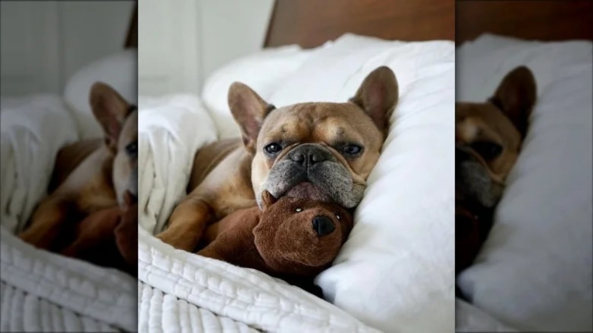 Illustration : "15 adorables chiens qui prennent la pose avec leurs peluches préférées"