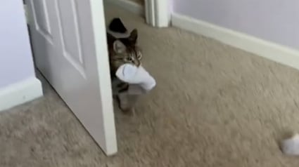 Illustration : Cette chatte adore son humain et le lui fait comprendre de la plus attendrissante des façons (vidéo)