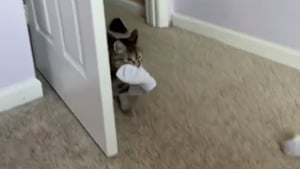 Illustration : "Cette chatte adore son humain et le lui fait comprendre de la plus attendrissante des façons (vidéo)"