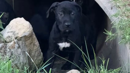 Illustration : Retrouvés cachés dans un conduit en béton, ces 6 chiots vont désormais profiter d’une vie heureuse dans leur famille