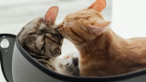 Illustration : "7 raisons pour lesquelles les chats se toilettent entre eux"