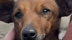 Illustration : "Un chien connu pour son caractère réservé parcourt 12 kilomètres pour se rendre aux funérailles de son défunt propriétaire"