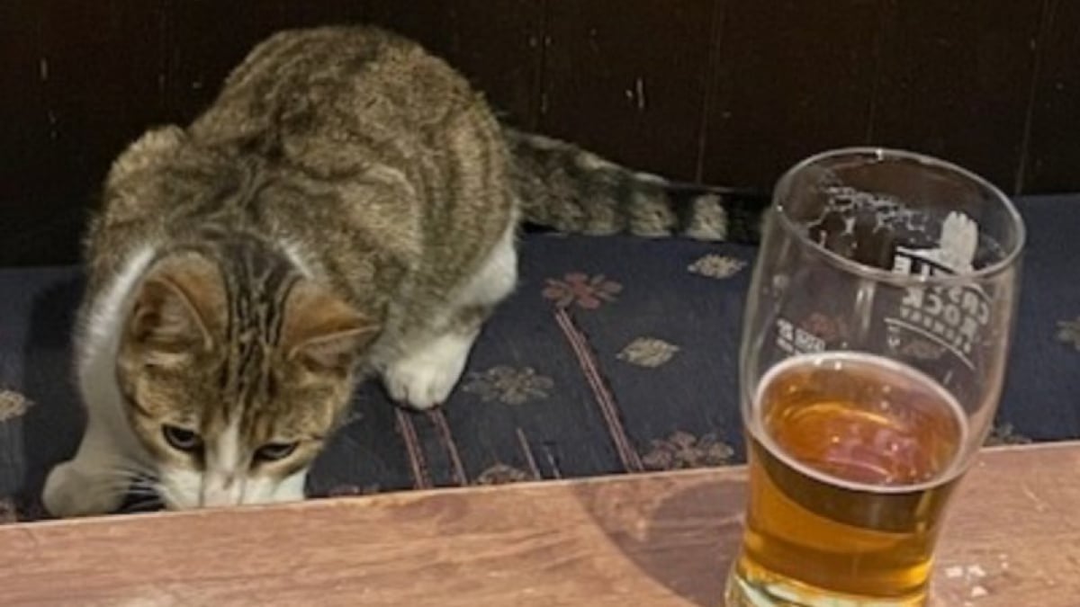 Illustration : "Ce chat échappe à 2 reprises à l’attention de ses propriétaires pour se rendre dans son endroit préféré, un bar situé à 50 kilomètres de son domicile "