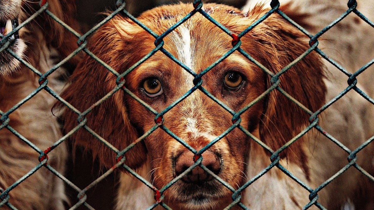 Illustration : "Enchaînés avec des câbles et privés de soins, 11 chiens retrouvent la liberté et leurs anciens propriétaires sont condamnés 6 mois plus tard"