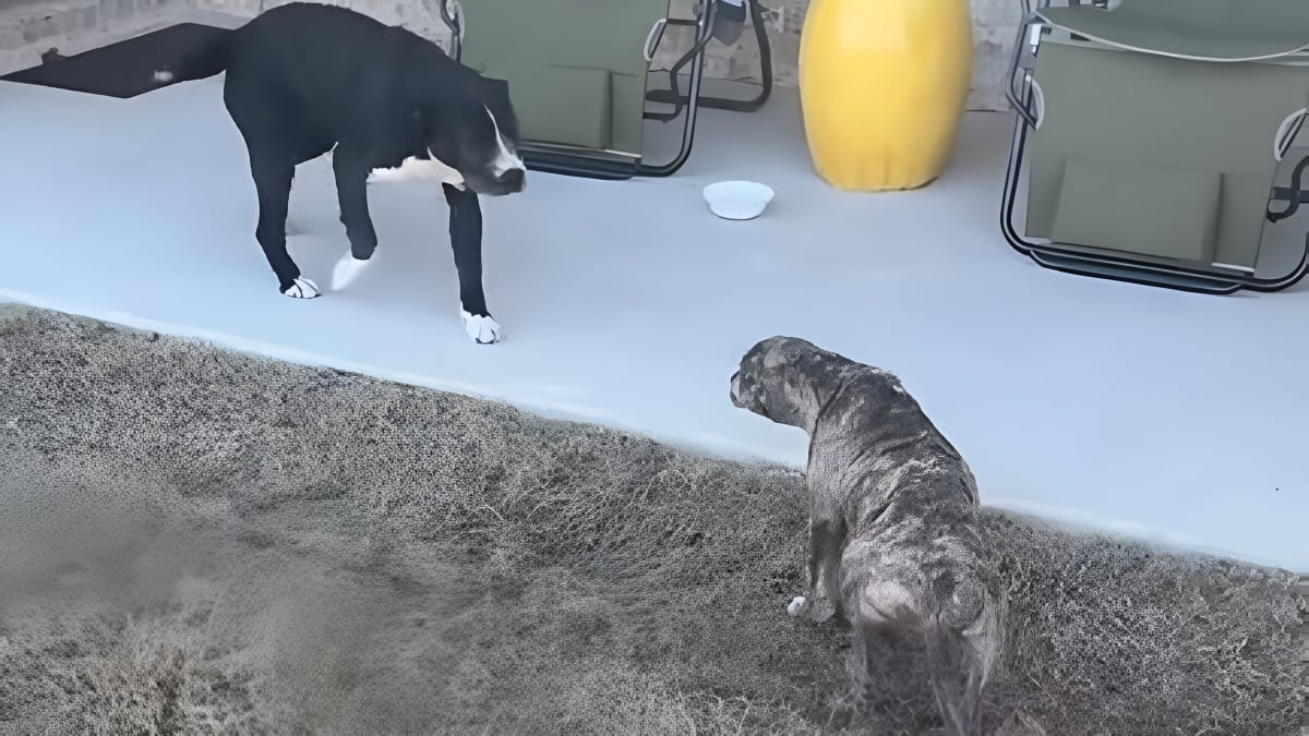 Illustration : "Un couple adopte une chienne dans un refuge, puis y retourne pour chercher son chiot et leur offrir d'émouvantes retrouvailles (vidéo)"