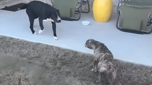 Illustration : "Un couple adopte une chienne dans un refuge, puis y retourne pour chercher son chiot et leur offrir d'émouvantes retrouvailles (vidéo)"