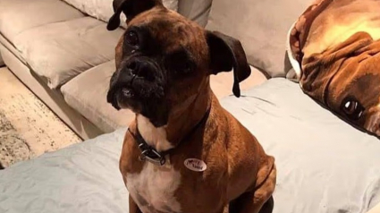 Illustration : Une femme inculpée pour avoir fait voter son chien à sa place lors de 2 élections 
