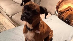 Illustration : Une femme inculpée pour avoir fait voter son chien à sa place lors de 2 élections 