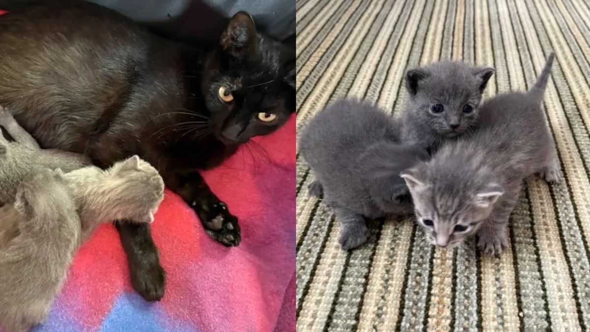 Illustration : "Une chatte et ses chatons nouveau-nés ayant encore leur cordon ombilical quittent leur vie d'errance pour goûter à la sécurité et au confort "