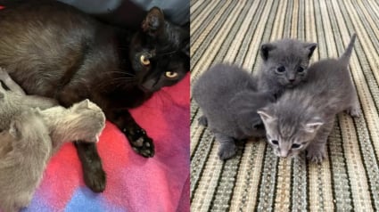 Illustration : Une chatte et ses chatons nouveau-nés ayant encore leur cordon ombilical quittent leur vie d'errance pour goûter à la sécurité et au confort 