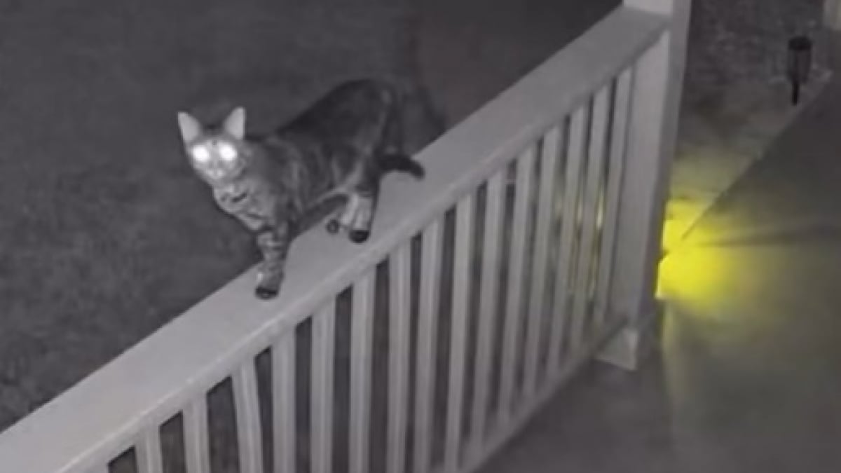 Illustration : "« La nuit de sa vie », une caméra capture l’escapade secrète d’un chat qui est sorti de sa maison en cachette (vidéo) "