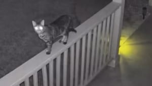 Illustration : « La nuit de sa vie », une caméra capture l’escapade secrète d’un chat qui est sorti de sa maison en cachette (vidéo)
