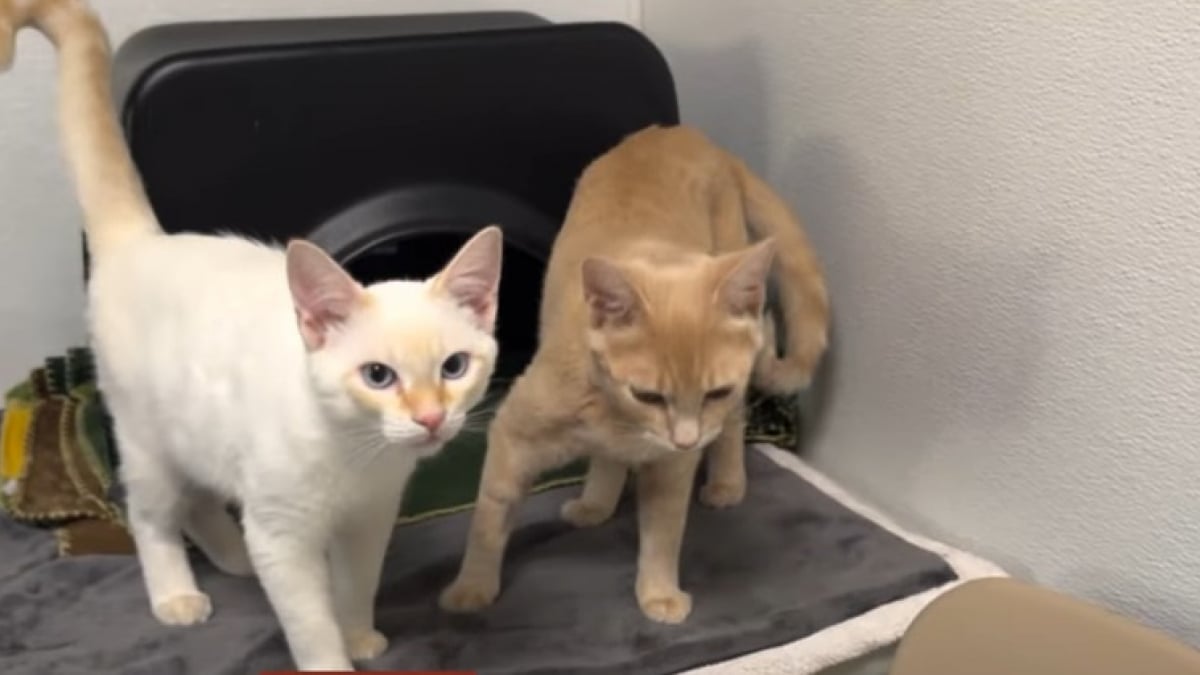 Illustration : "Au refuge, une mère chatte et son fils refusent de se séparer, espérant ensemble le foyer qui changera tout (vidéo) "