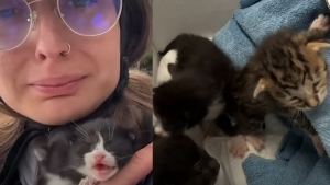 Illustration : "En pleine aventure en skate électrique, elle sauve 3 chatons abandonnés dans un sac plastique au bord de la route"