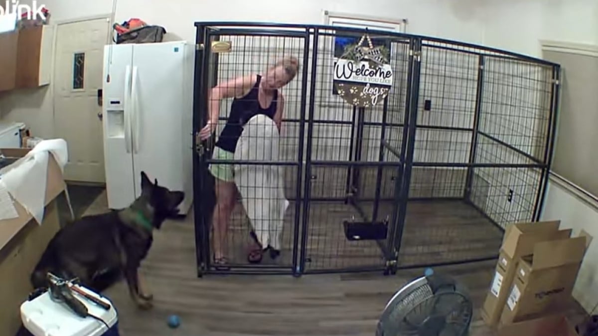 Illustration : "Après avoir enfermé sa sœur canine dans une cage, ce chien piège sa propriétaire (vidéo) "